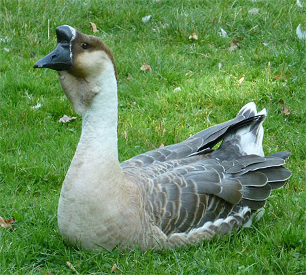 Un drôle d'oiseau