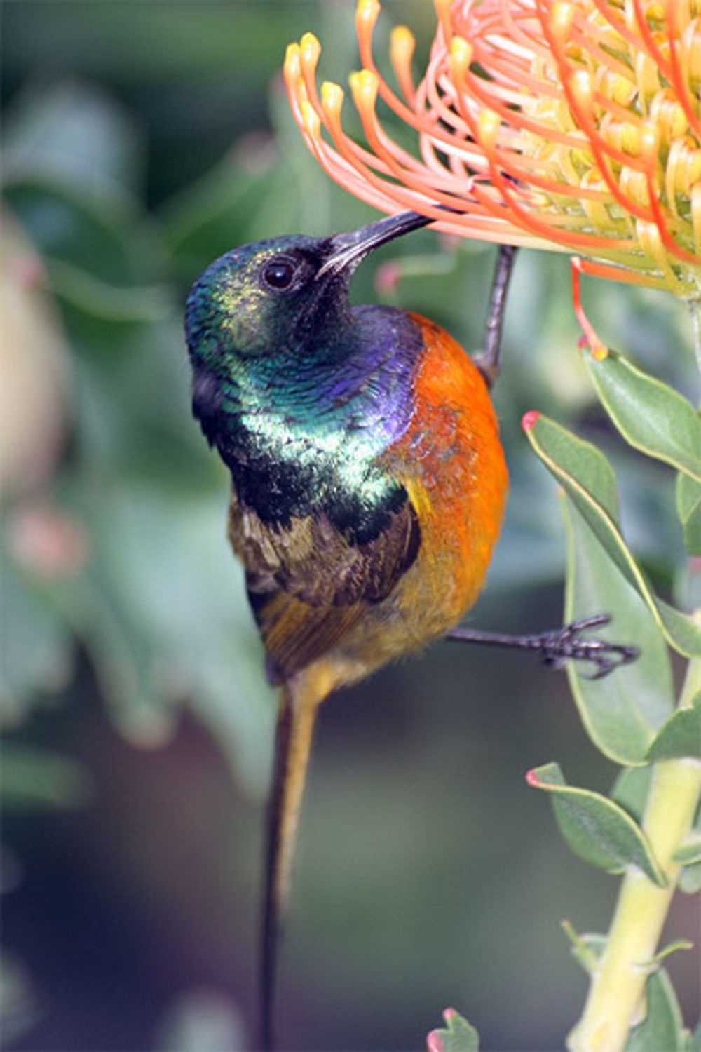 Repas de colibri