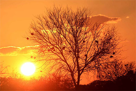 Couché de soleil sur le Selous Couché de soleil sur le Selous