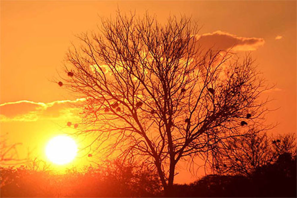 Couché de soleil sur le Selous