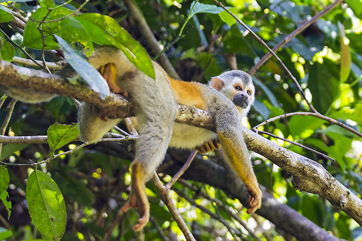 Parc national Manuel-Antonio (Costa Rica)