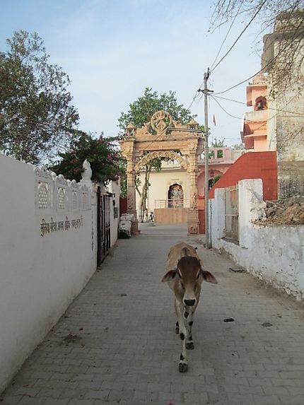 Vache solitaire à Pushkar
