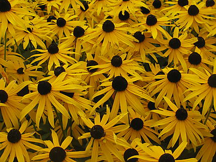 Fleurs Domaine Joly de Lotbinière