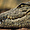 Crocodile CROCOPARC Agadir