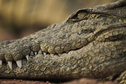 Crocodile CROCOPARC Agadir