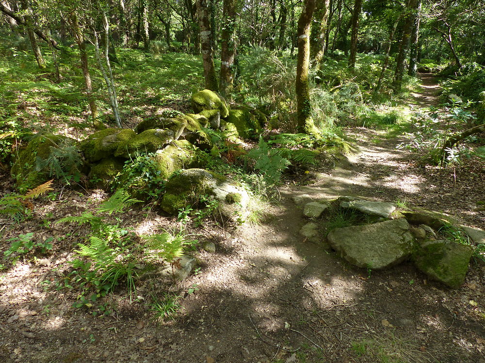 Petit sous-bois dans le site de Kerzerho 