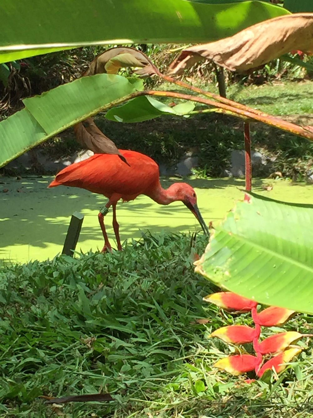 Ibis rouge