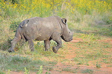 Jeune rhinocéros blanc