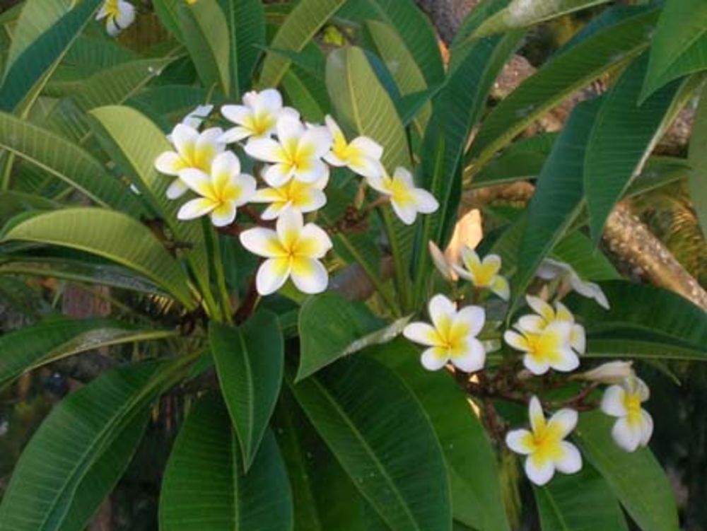 Fleurs: frangipane