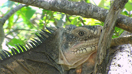 Iguane sur la plage Les Saintes