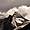 Le glacier du Kunzum (4551 m)