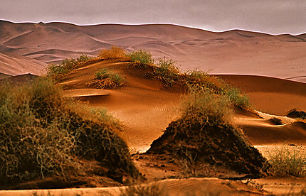 Désert du Namib                                 