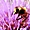 Maya l'abeille,  sur une fleur de chardon 