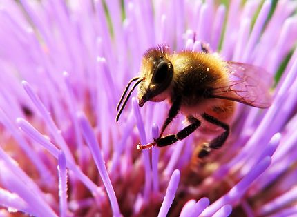 Maya l'abeille,  sur une fleur de chardon 