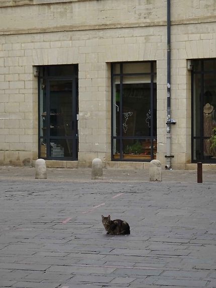 Chat dans la rue à Uzès 