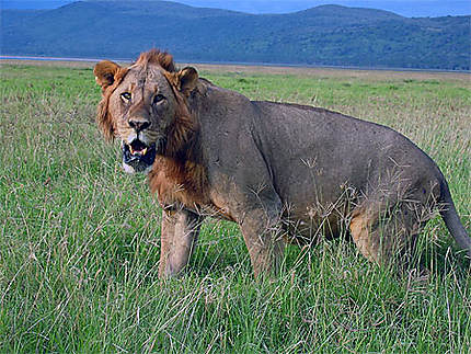 Safari - Lion