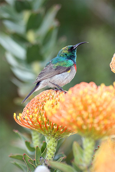Colibri Colibri