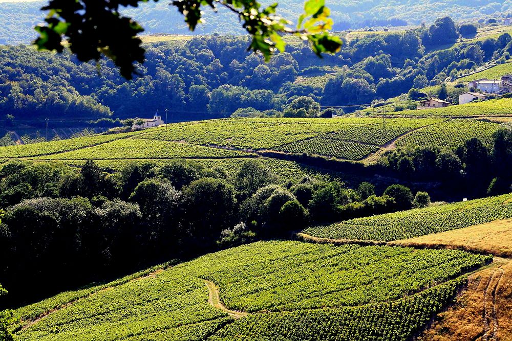 Le vignoble de Chiroubles