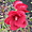 Hibiscus au Domaine Joly de Lotbinière