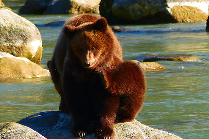 Dancing Bear, à Haines, Alaska