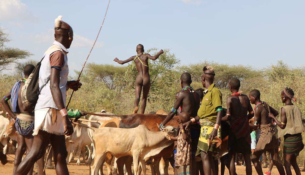 Turmi Hamer saut des taureaux (Okouli)