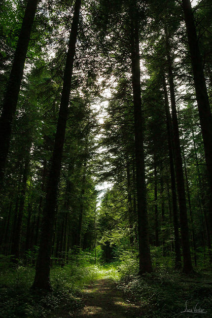 Forêt jurassienne