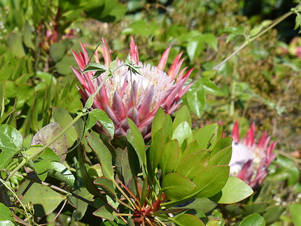 Proteas jardin exotique et botanique de Roscoff