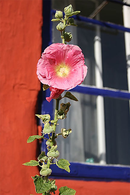 Belle fleur à Ebeltoft