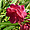Laurier rose...une fleur bien connue de la région