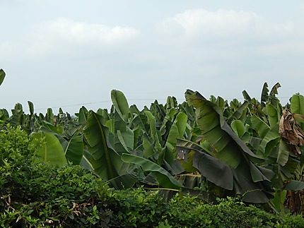 Zone bananière