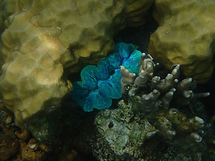 Clam à Coral Garden