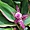 Fleur endémique de Polynésie 