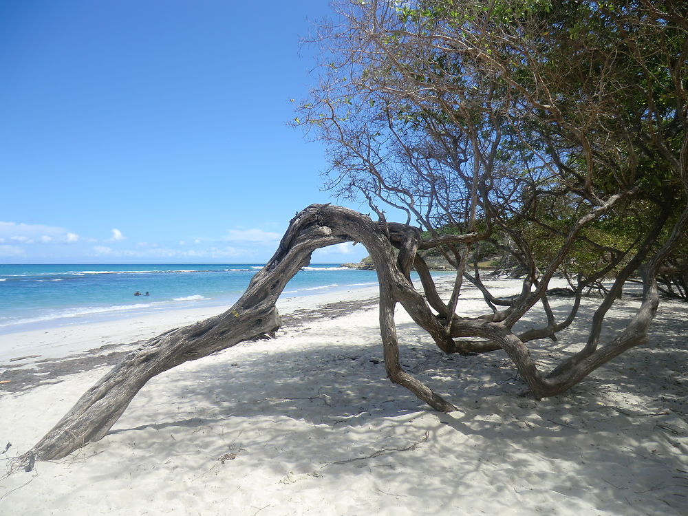 Anse des Salines