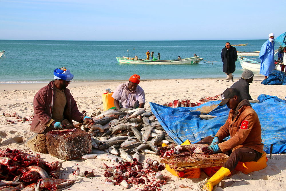 Retour de pêche au Banc d'Arguin