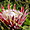 Magnifique protea jardin botanique 
