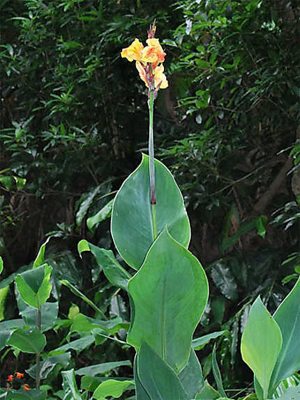 Orchidée, Faial