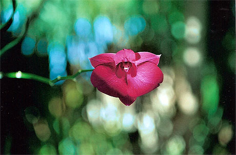 Orchidée Orchidée