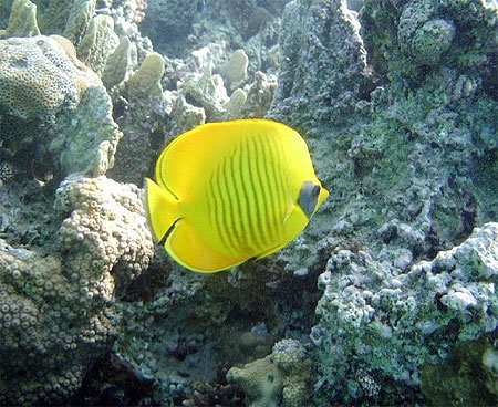 Chaetodon demi-masqué Chaetodon demi-masqué