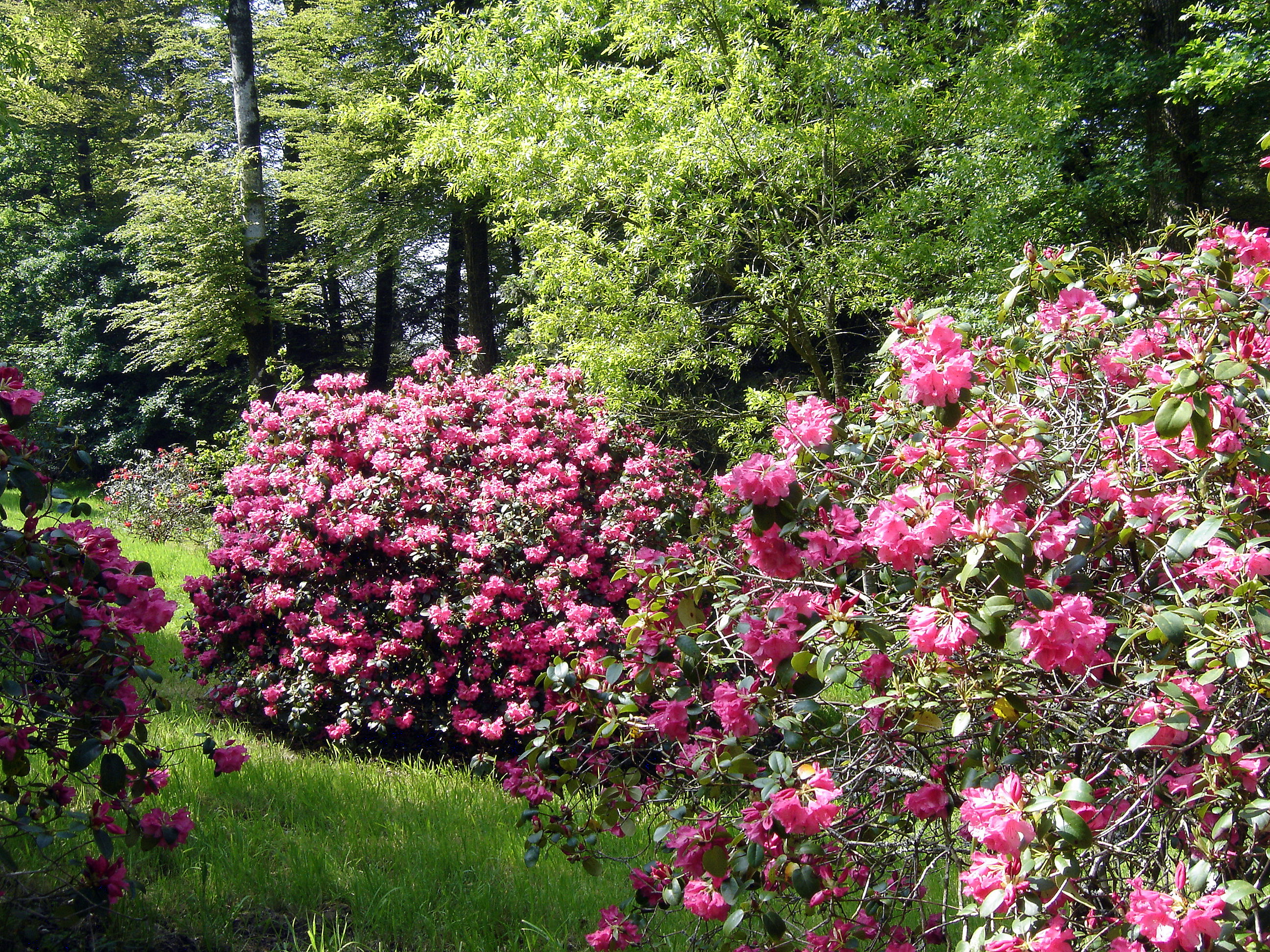 Superbes rhododendrons dans le parc Superbes rhododendrons dans le parc