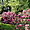 Superbes rhododendrons dans le parc