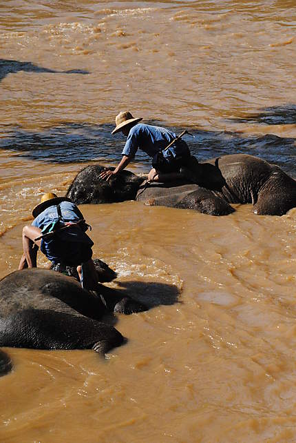 Le bain des éléphants