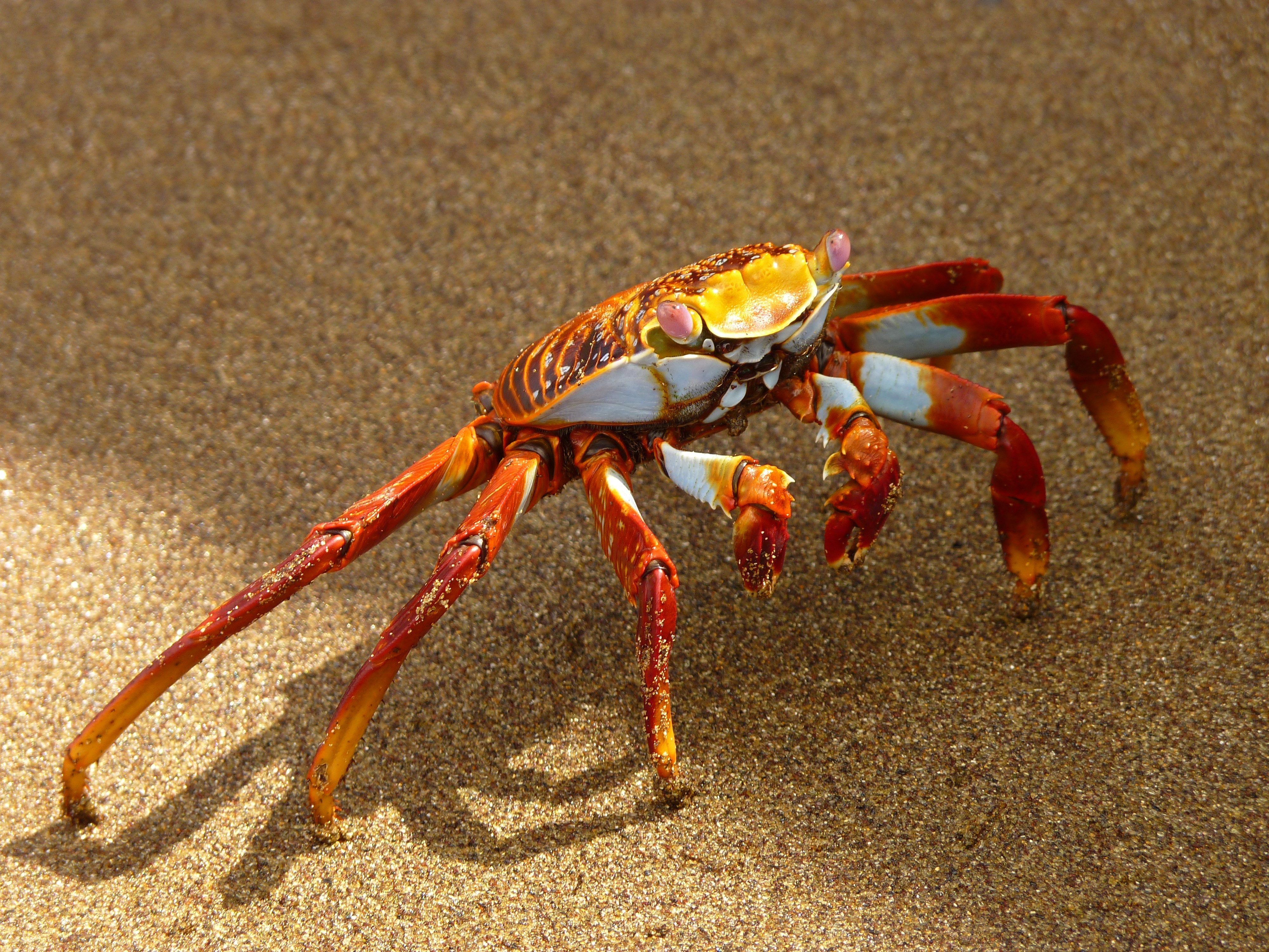 Crabe rouge des Galapagos Crabe rouge des Galapagos