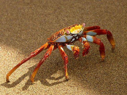Crabe rouge des Galapagos