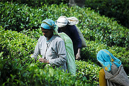 Sri Lanka- Récolte du thé