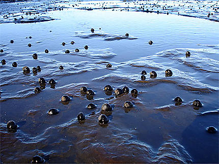Coquillages à marée basse
