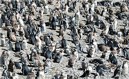 Manchots de Magellan Manchots de Magellan
