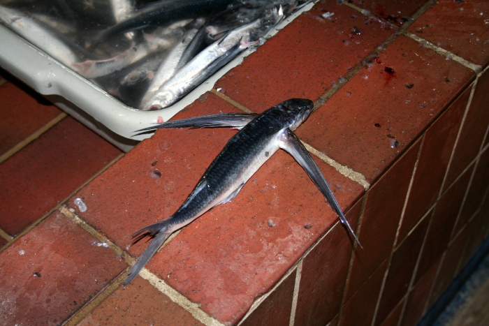 Flying fish Flying fish