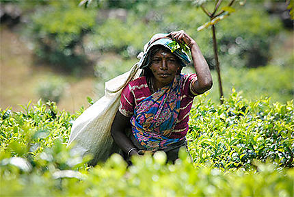 Sri Lanka- Récolte du thé