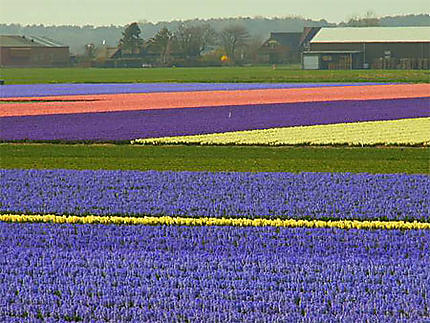 Champs de fleurs près du Camping Op Hoop à Nordwijkerhout PB
