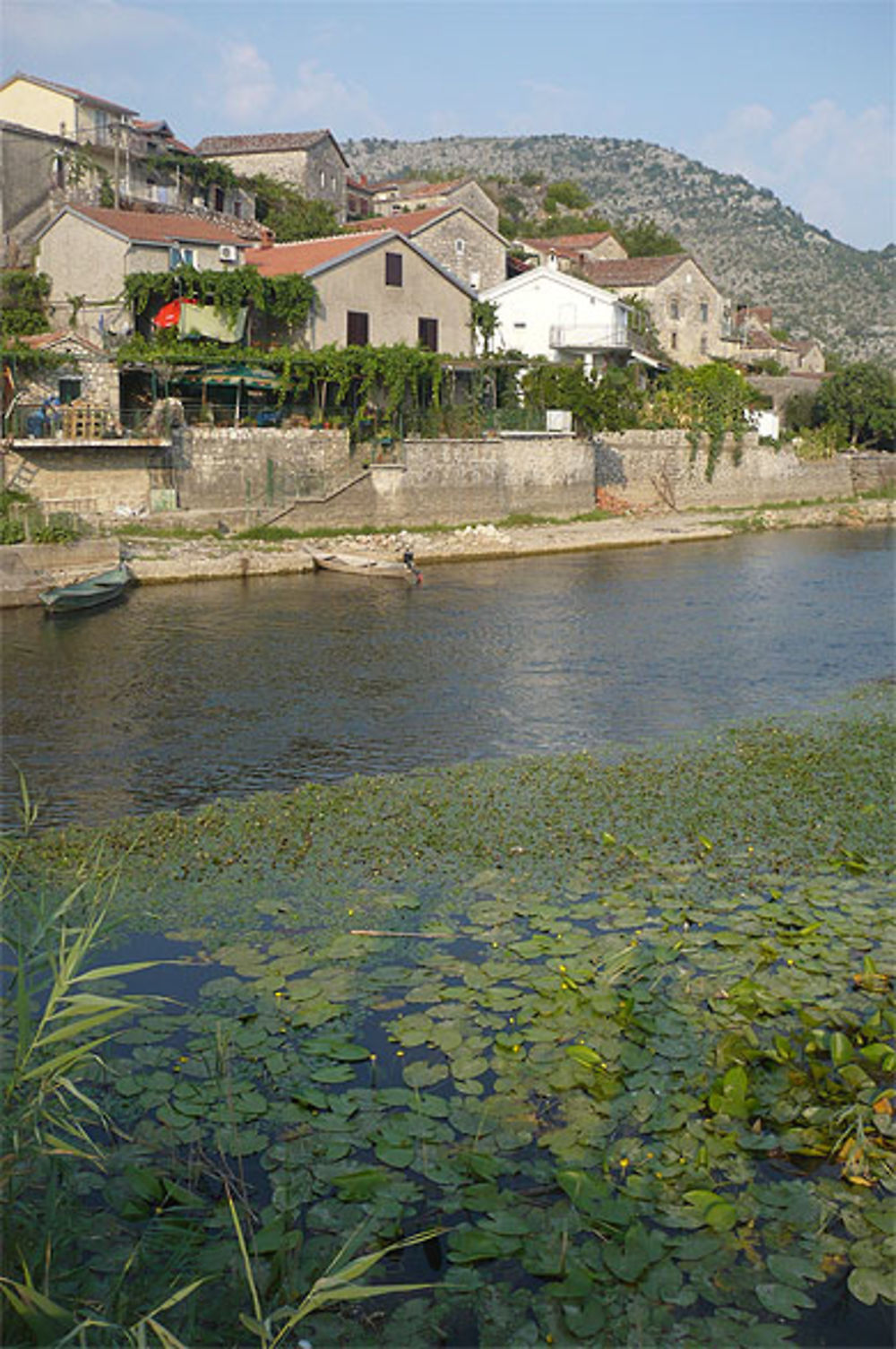 Dodoci sur le lac de Skadar